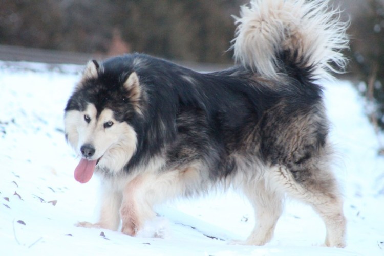 Лайка Аляскинский маламут