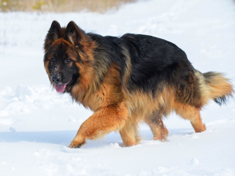 Длинношёрстная немецкая овчарк