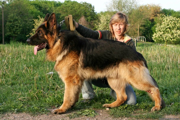 Старонемецкая овчарка рыжая
