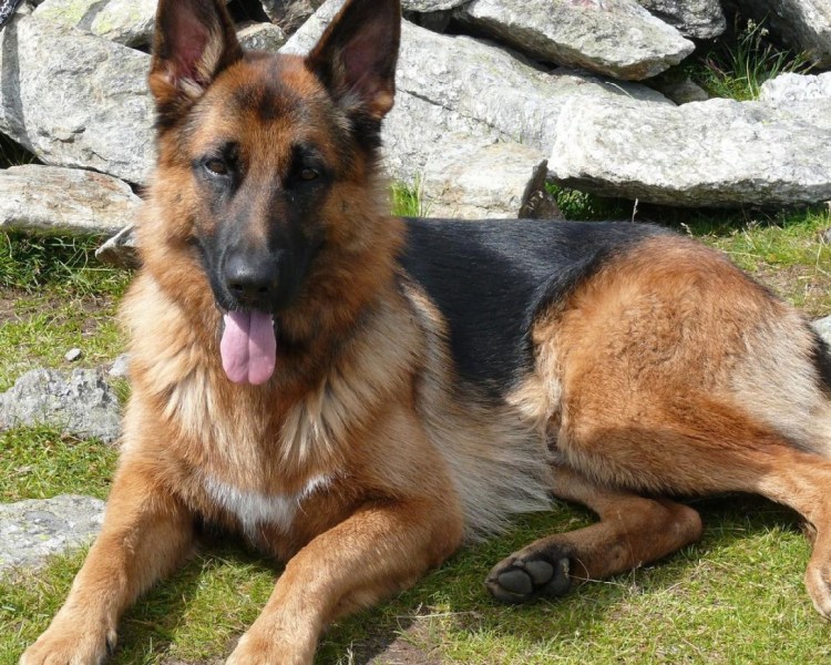 Немецкая овчарка длинношерстная
