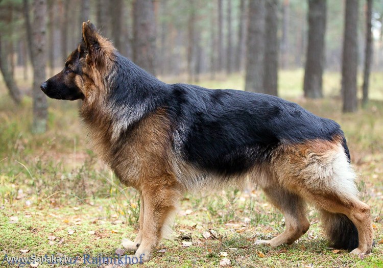 Немецкая овчарка Тассо