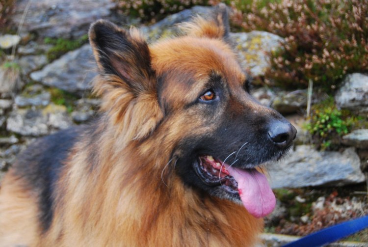 Богемская овчарка