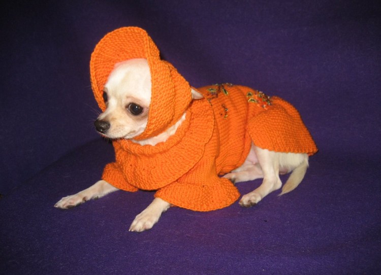 Вязаное платье для той терьера