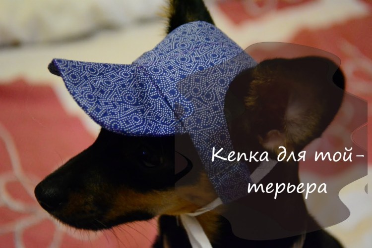 Джек Рассел чихуахуа одежда