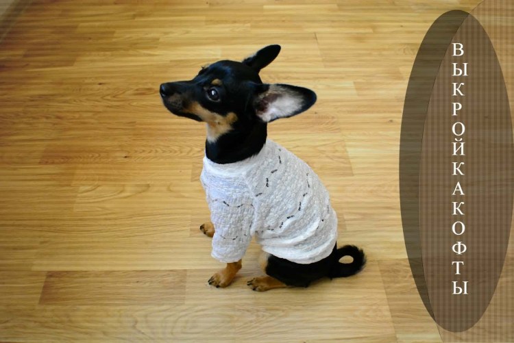 Пошив Кепки для собаки