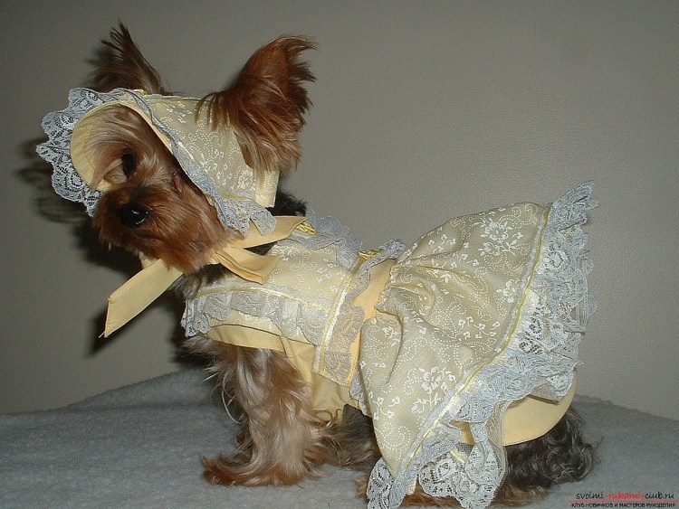 Чихуахуа в костюме