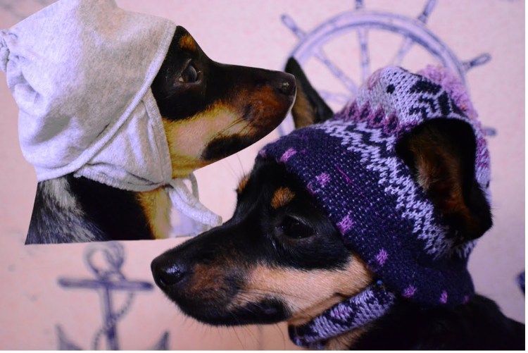 Одежда для собак