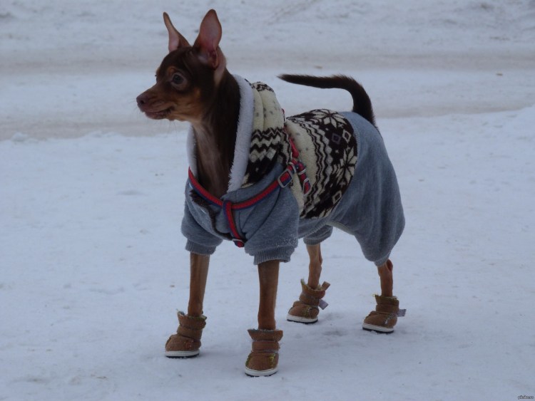 Одежда для собак из рукава