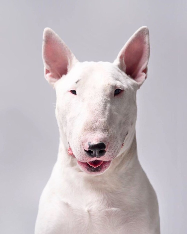 Мини бультерьер белый