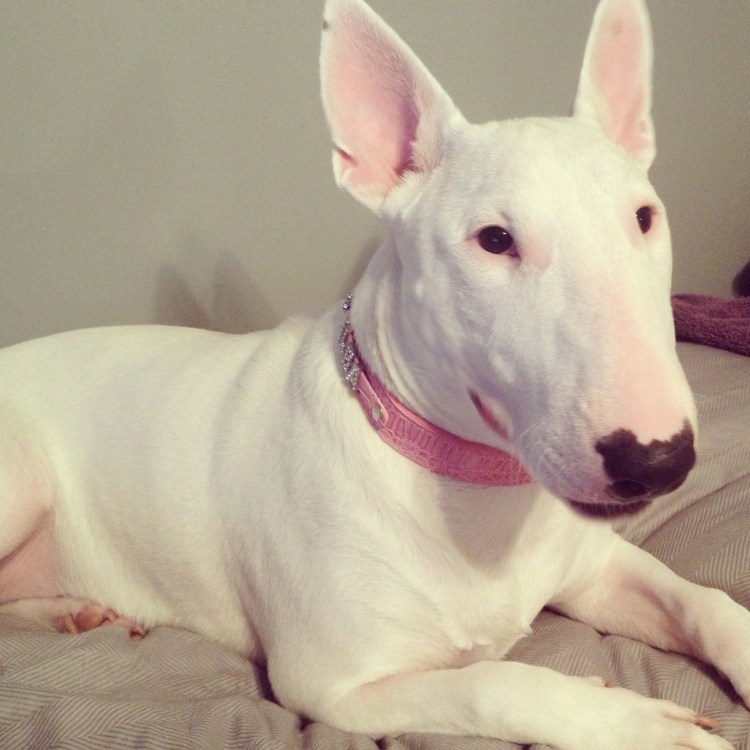 Бультерьер снап купить