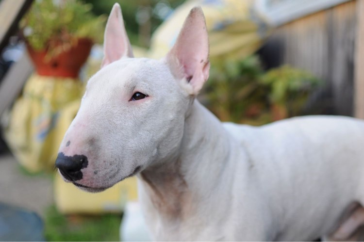 Бультерьер бультерьер альбиносы