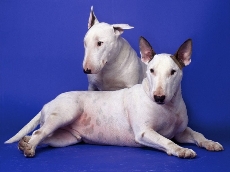 Бультерьер белый