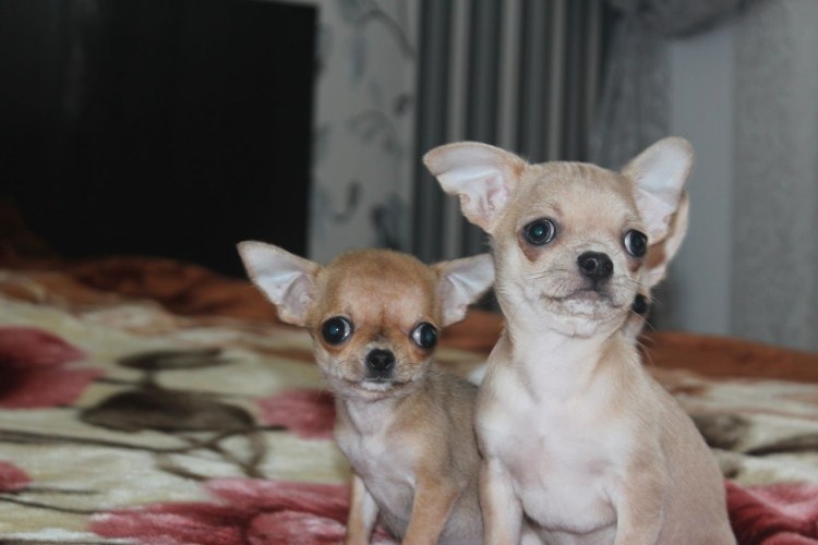 Чихуахуа Дир