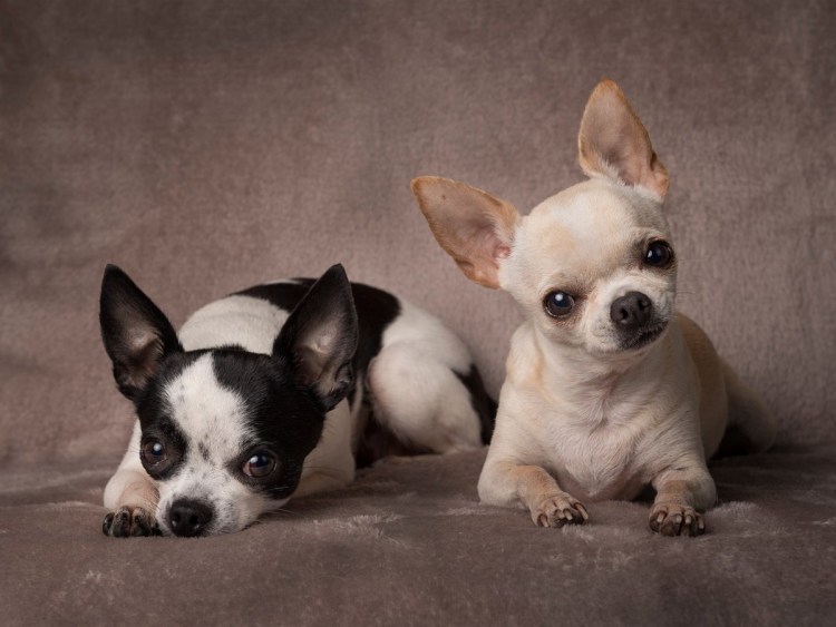 Чихуахуа Deer Type