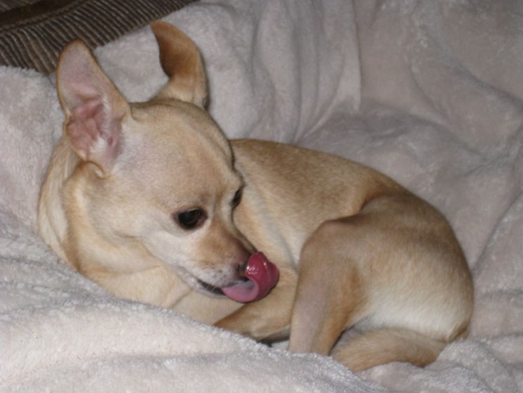 Чихуахуа Deer head