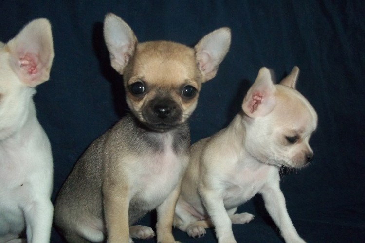 Чихуахуа кобби окрасы