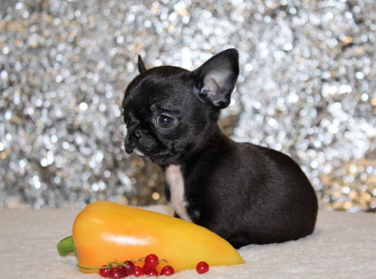 Чихуахуа кобби стандарт