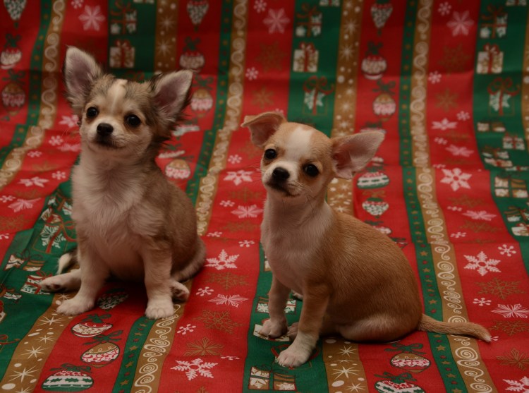 Чихуахуа гладкошерстные