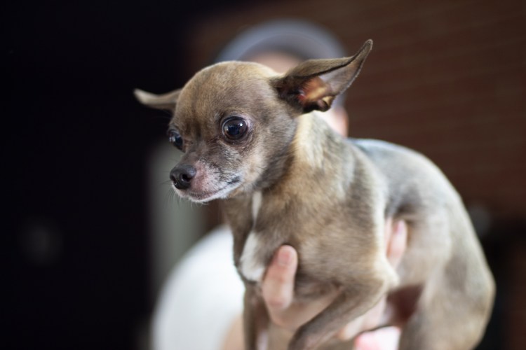 Чихуахуа Тип Дир оленеподобный