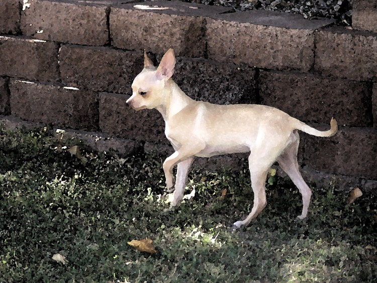 Чихуахуа Дир черный