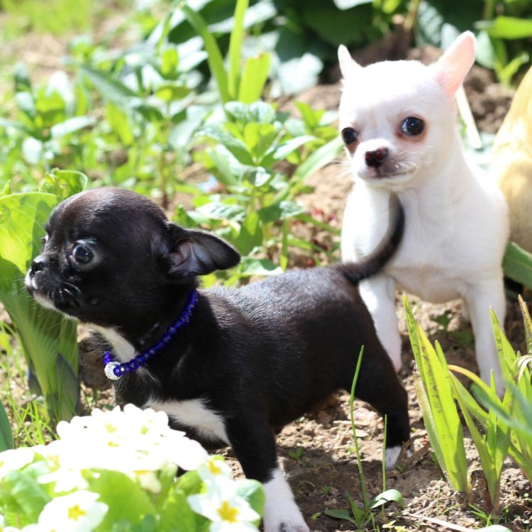 Чихуахуа кобби и Дир