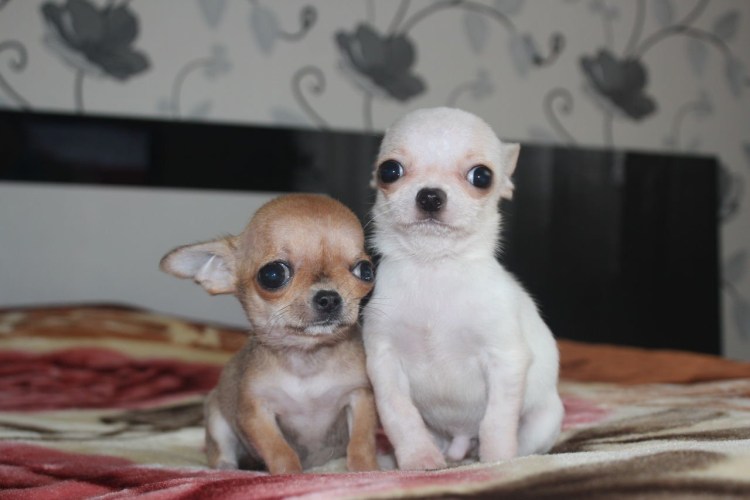 Чихуахуа Дир