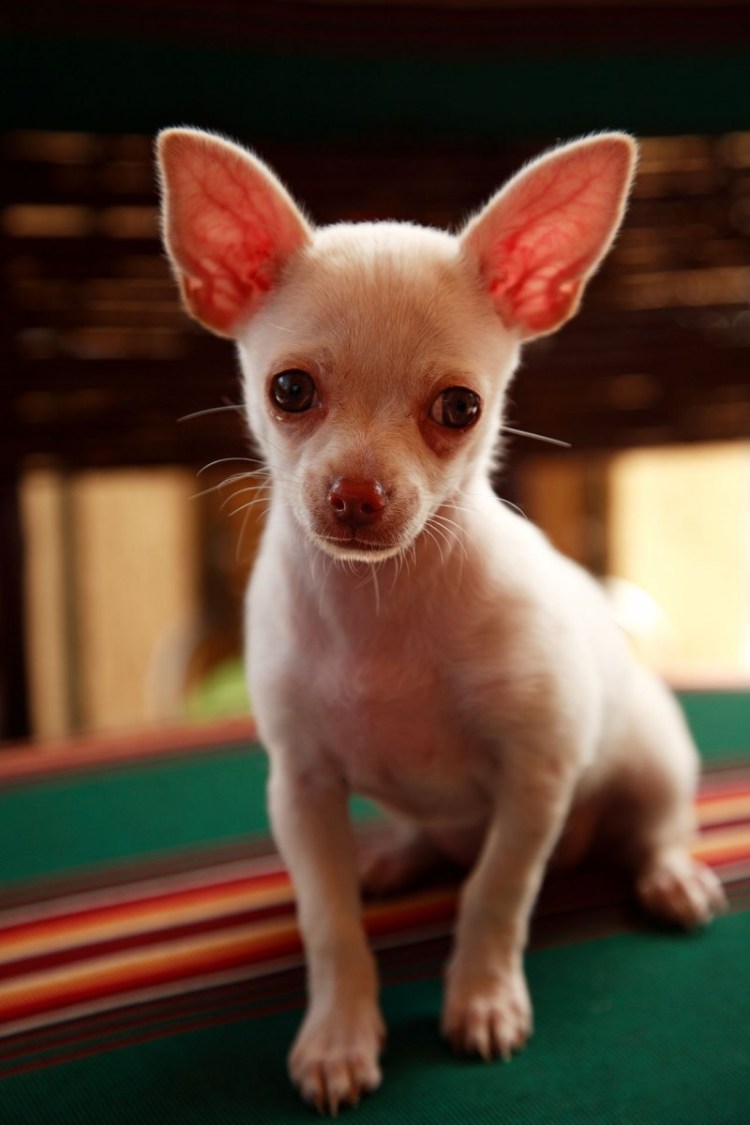 Чихуахуа кобби черный