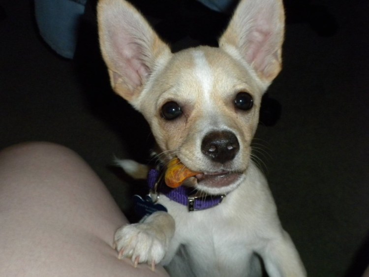 Чихуахуа кобби и Дир