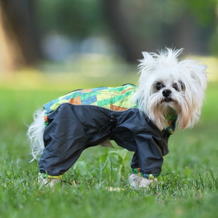 Одежда для собак