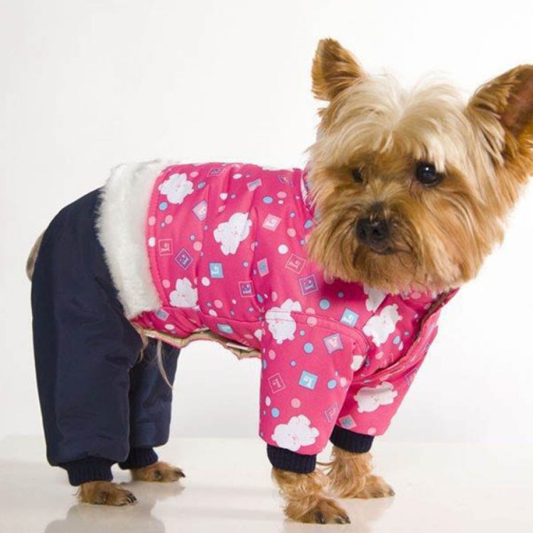 Одежда для маленьких собак