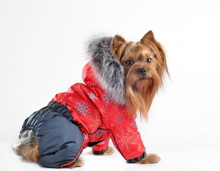 Одежда для ершистых терьеров мальчиков