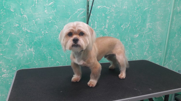 Йоркширский терьер стрижка мишка