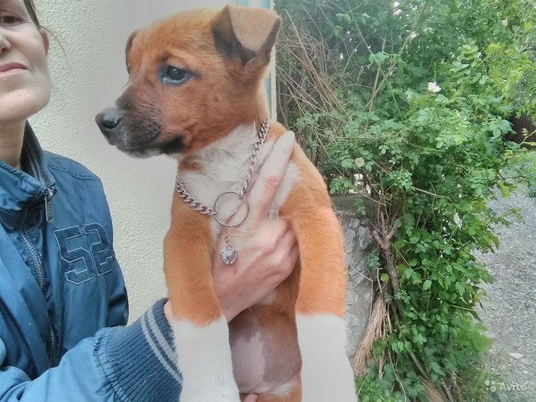 Стрижки для метисов шпица