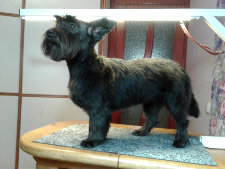 Метис терьера стрижка