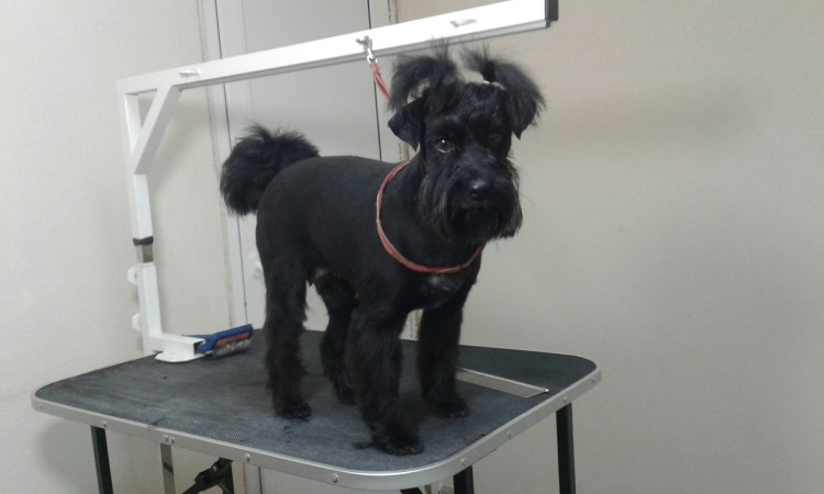 Метис ши тцу и пуделя