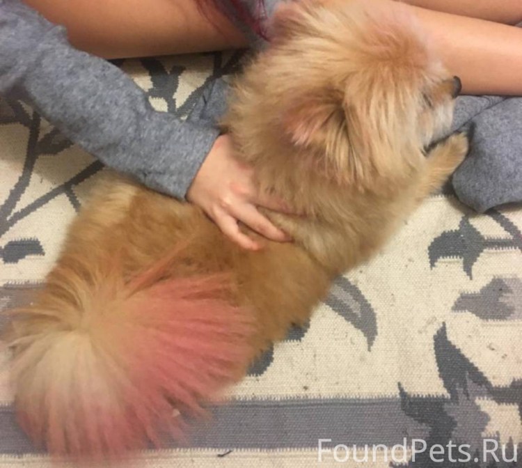 Стрижка вестхаунд цена