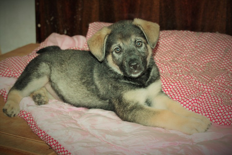 Кокер спаниель подстриженный