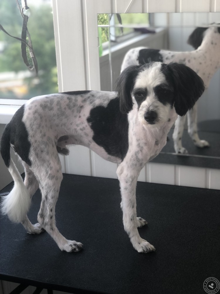 Пудель кокапу черный