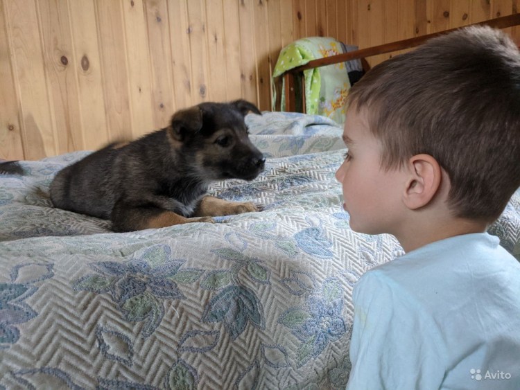 Йорки с висячими ушками