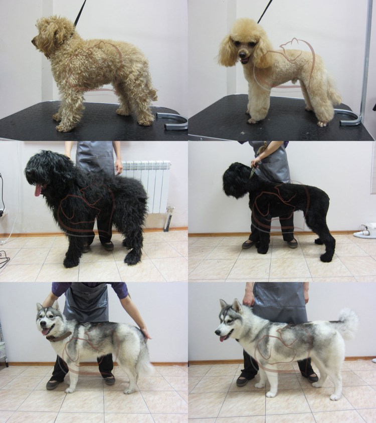 Стрижка собак до и после