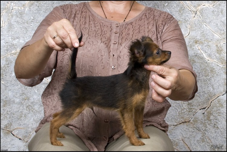 Американский кокер спаниель груминг