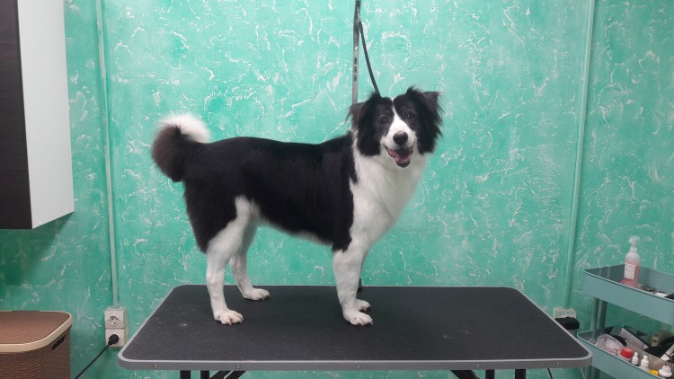 Стрижка для собаки метисы