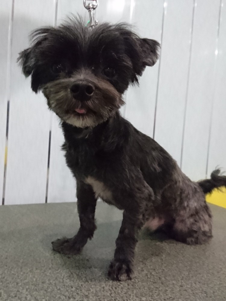 Бирюлево Западное стрижка собак