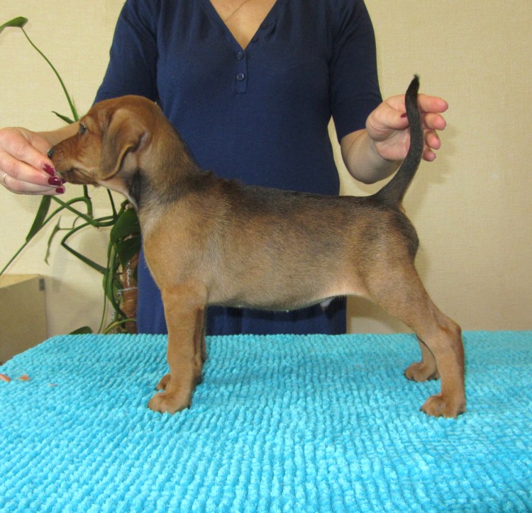 Ризеншнауцер триммингованный