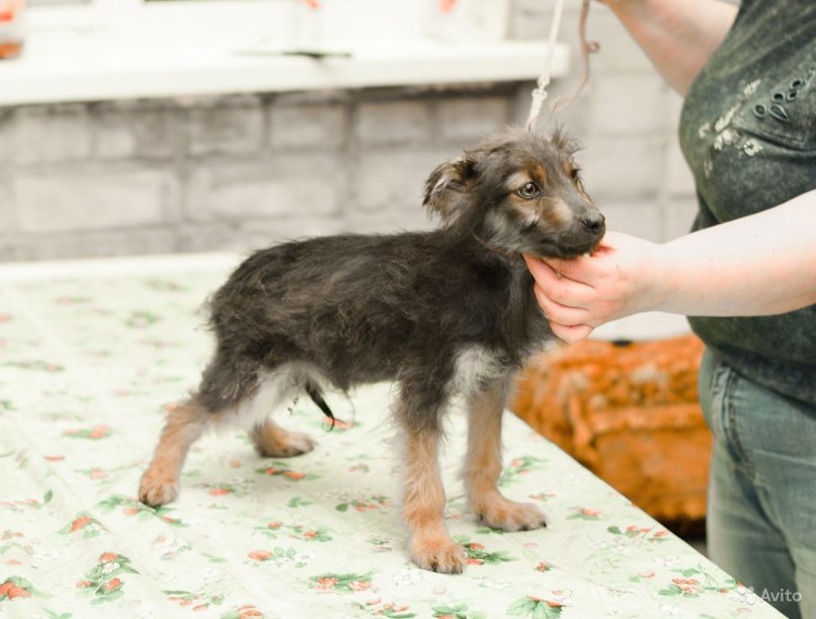 Метисы тибетских мастифов и американский стаффордширский терьер