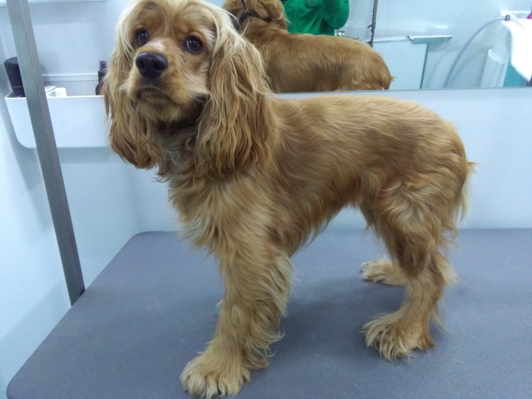 Салон стрижки собак Москва