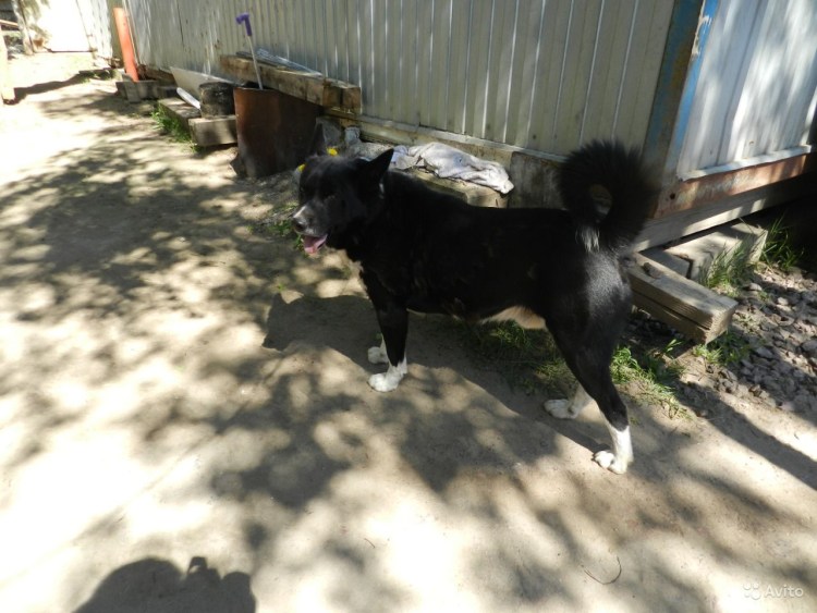 Скай терьер помесь