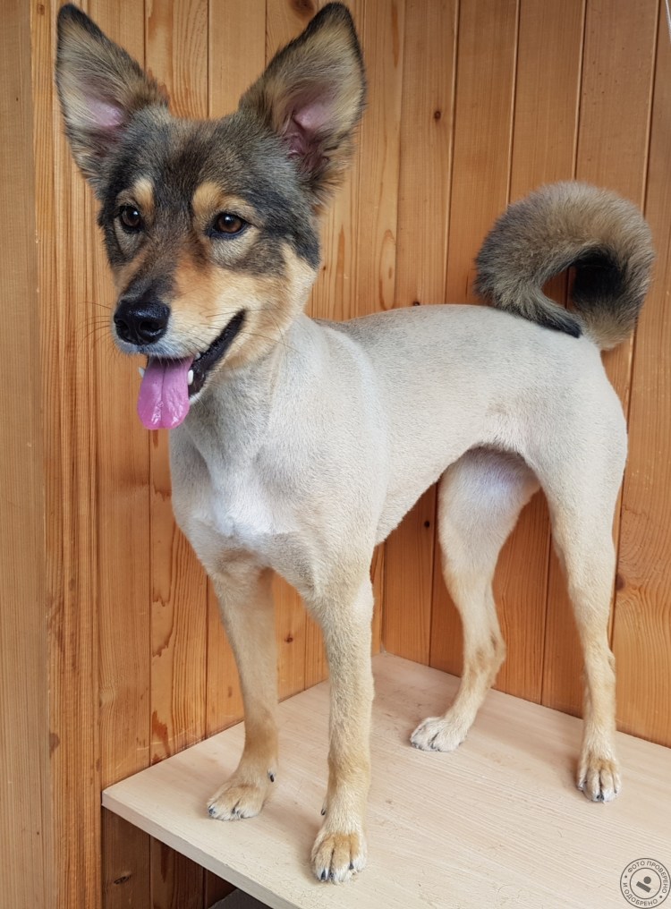 Метис скотч терьера