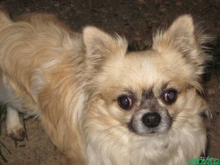 Мальтийская болонка лысая