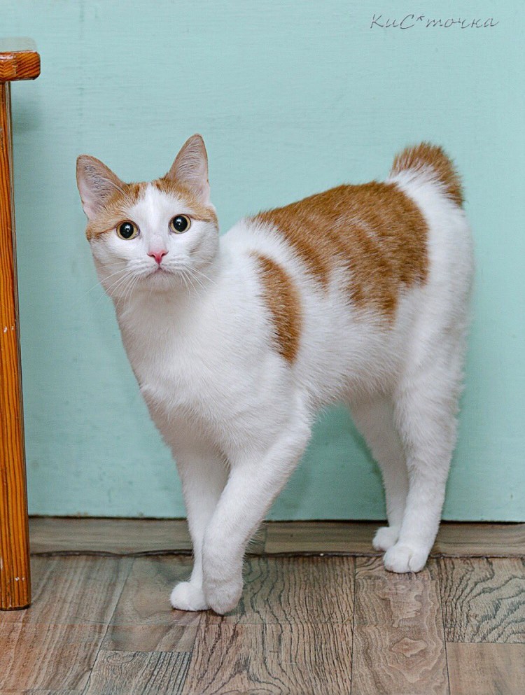 Смесь чихуахуа и йоркширского терьера